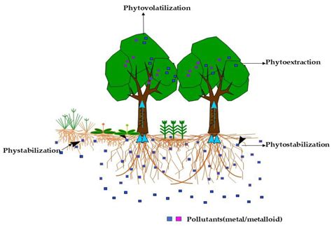 植物吸收重金屬|六種植物吸收重金屬之植生復育法研究 = Phytoremediation of。